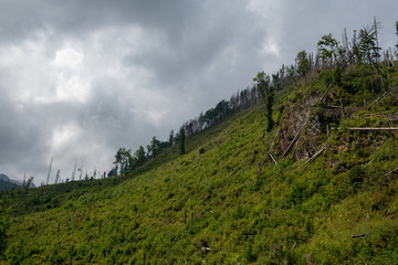 Dead trees Tatra mountains next to hiking trail