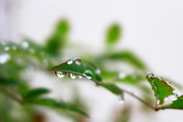 Water Drops are left on the leaves, the scenery after the rain stopped
