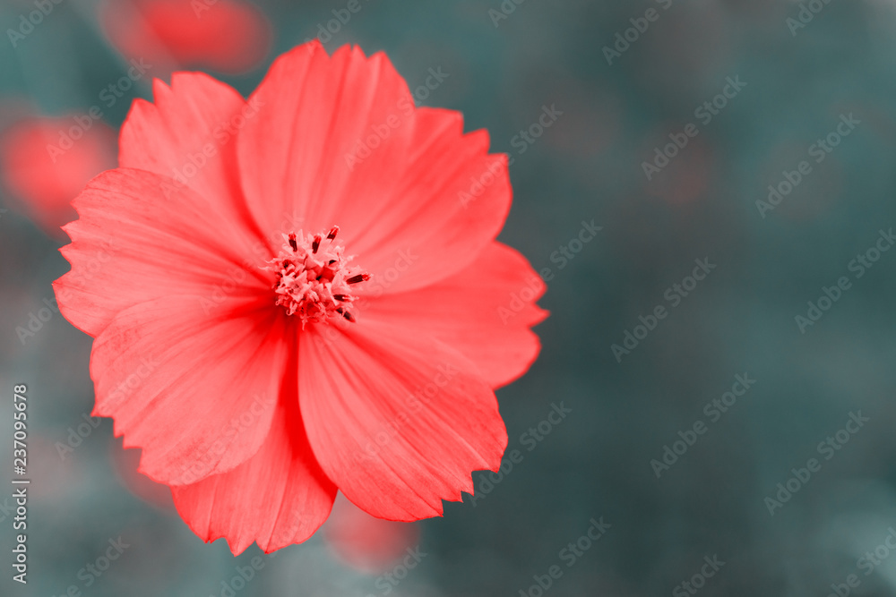 Wall mural cosmos flower on a gray background. macro. space flower close-up on gray blurred background. flowers