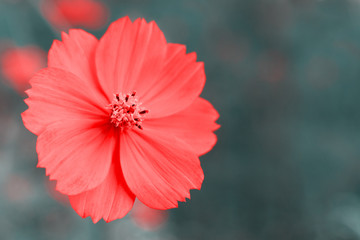 Cosmos flower on a gray background. Macro. Space flower close-up on gray blurred background. Flowers in spring and summer.