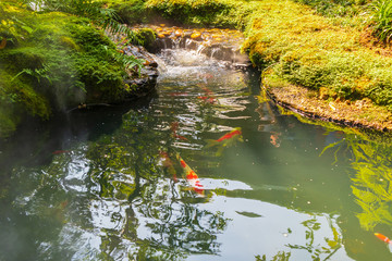 colorful fancy carps koi fish in garden pond
