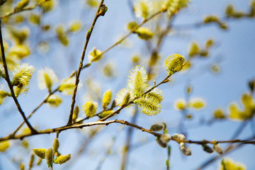 Pussy willow's branch