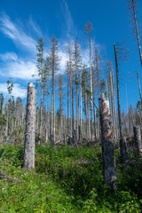 Dying Forest in the Tatra Mountains