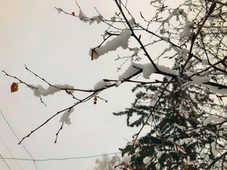 Sprig of a tree, leaves in the snow. Snow on the street of the city. The beginning of winter in Bakuriani