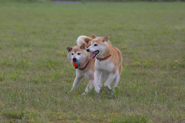 野原で遊ぶ柴犬