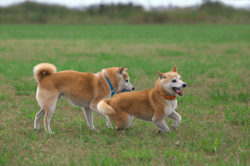 野原で遊ぶ柴犬