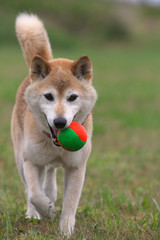 野原で遊ぶ柴犬