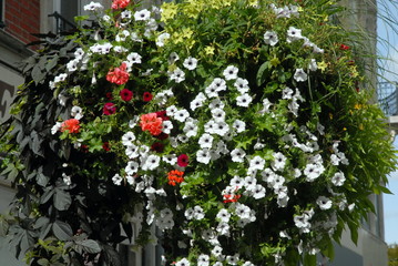 Ville d'Epernay, potée de fleurs blanches et roses accrochée sur un mur, département de la Marne, France