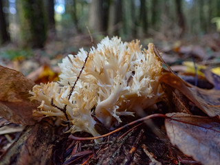 White lichen on the forest floor, close-up