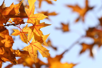 Naklejka na ściany i meble red and yellow maple leavesin autumn on blue sky background