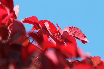 red leaves on blue sky background