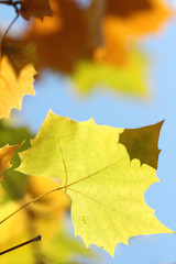 yellow sycamore leaves on blue sky background