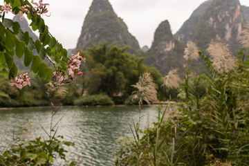 Orchid flowers in Yangshuo countryside