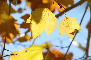 yellow sycamore leaves on blue sky background