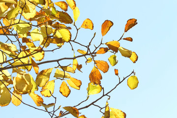 autumn yellow leaves on tree on blue sky background