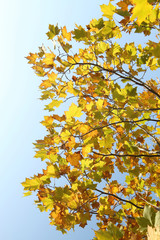 yellow sycamore leaves on blue sky background