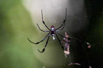 Nephila
