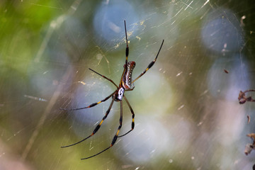 Nephila 1