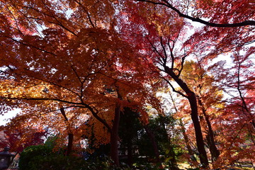 日本の京都の紅葉と庭園と寺院