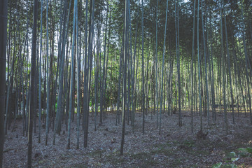 京都 竹林の風景