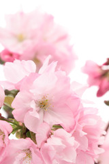 旭山桜のアップ