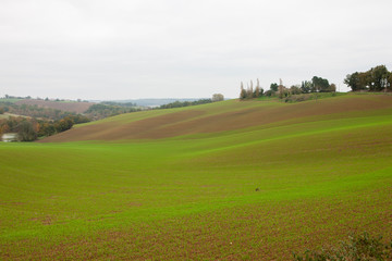 French fields