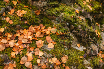 Close up beautyful moss in autumn forest. Old gray stones with green moss and orange fallen leaves texture background.