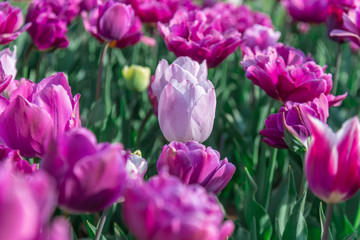 Tulips in garden