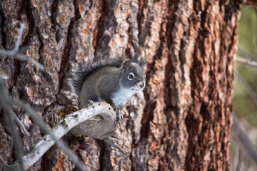 A gray pine squirrel, also called a chickaree, sits on a dead branch keeping an eye out for predators.