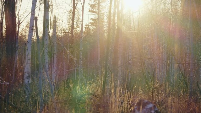 Dawn in the thicket of the forest. Late autumn