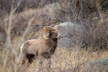 An adult bighorn sheep grazes in the foothills of the Rocky Mountains.