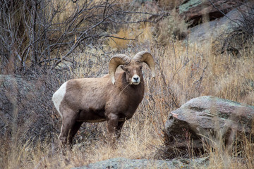 Naklejka premium A large bighorn sheep ram chews on dry grass.