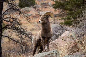 A bighorn sheep stands alert on a boulder while chewing on grass.