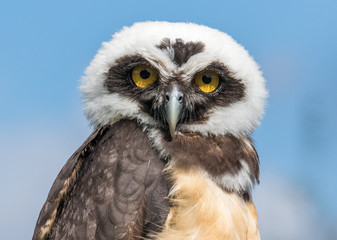 Spectacled owl portrait, looking at camera in front of blue sky