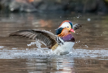 Mandarin Duck Flapping in Central Park Pond
