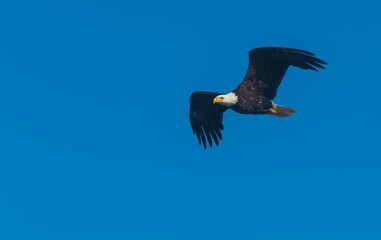 Flying bald eagle with arched wings