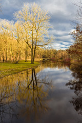 Fototapeta na wymiar Golden light shed on winter trees at the tranquil pond of Old Mine Park