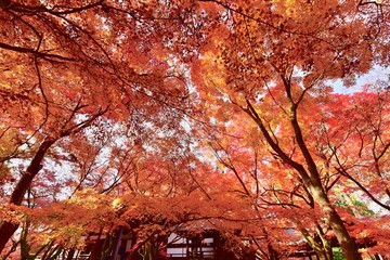 秋の京都の紅葉と寺