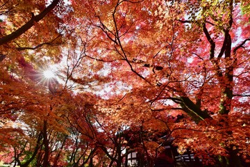 日本の京都の美しい紅葉