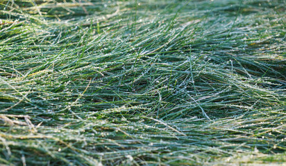 Fototapeta na wymiar close up on frost on the grass in winter
