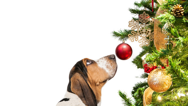 Basset Hound Dog Looking At Christmas Tree