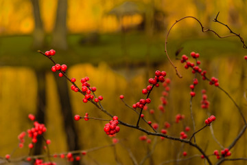 Beautiful red wild berries by the pond at Old Mine Park