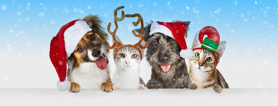 Christmas Dogs and Cats Over White Web Header