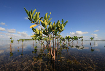 Fototapeta na wymiar Young Mangrove trees in early morning light in Card Sound, Florida.