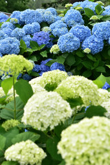 青と白の紫陽花