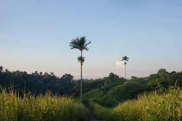 Sunrise at Campuhan Ridge Walk, Ubud, Bali