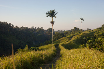 Fototapeta premium Sunrise at Campuhan Ridge Walk, Ubud, Bali