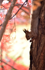 秋の朝のエゾリス
