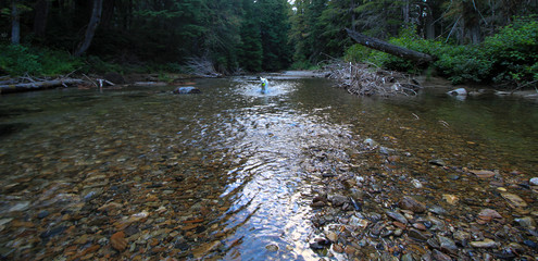White dog in the forest