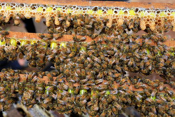 Close-up of bee on the honeycomb 